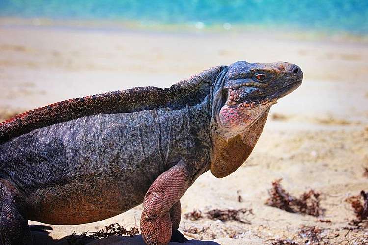 Iguana delle Bahamas